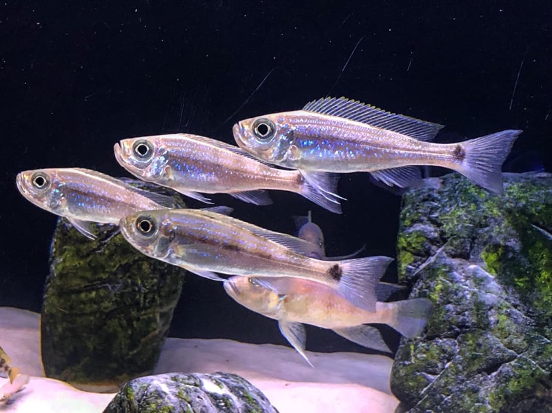 Haplotaxodon microlepis 'Kazinga'